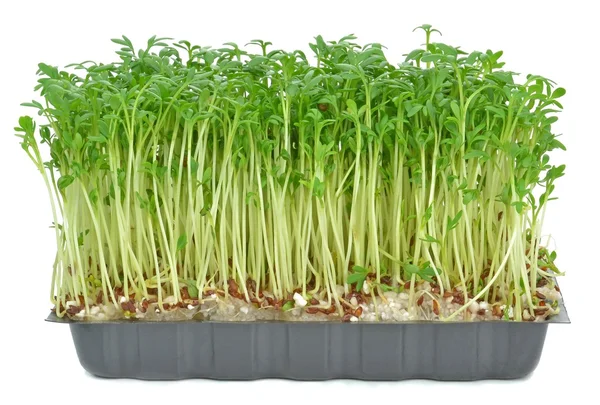 Watercress in a plastic tray — Stock Photo, Image