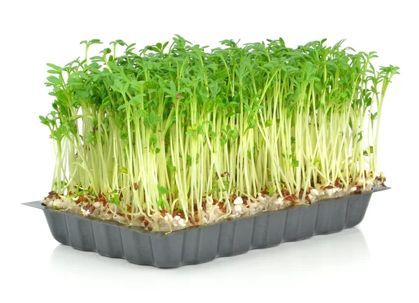 Watercress in a plastic tray — Stock Photo, Image