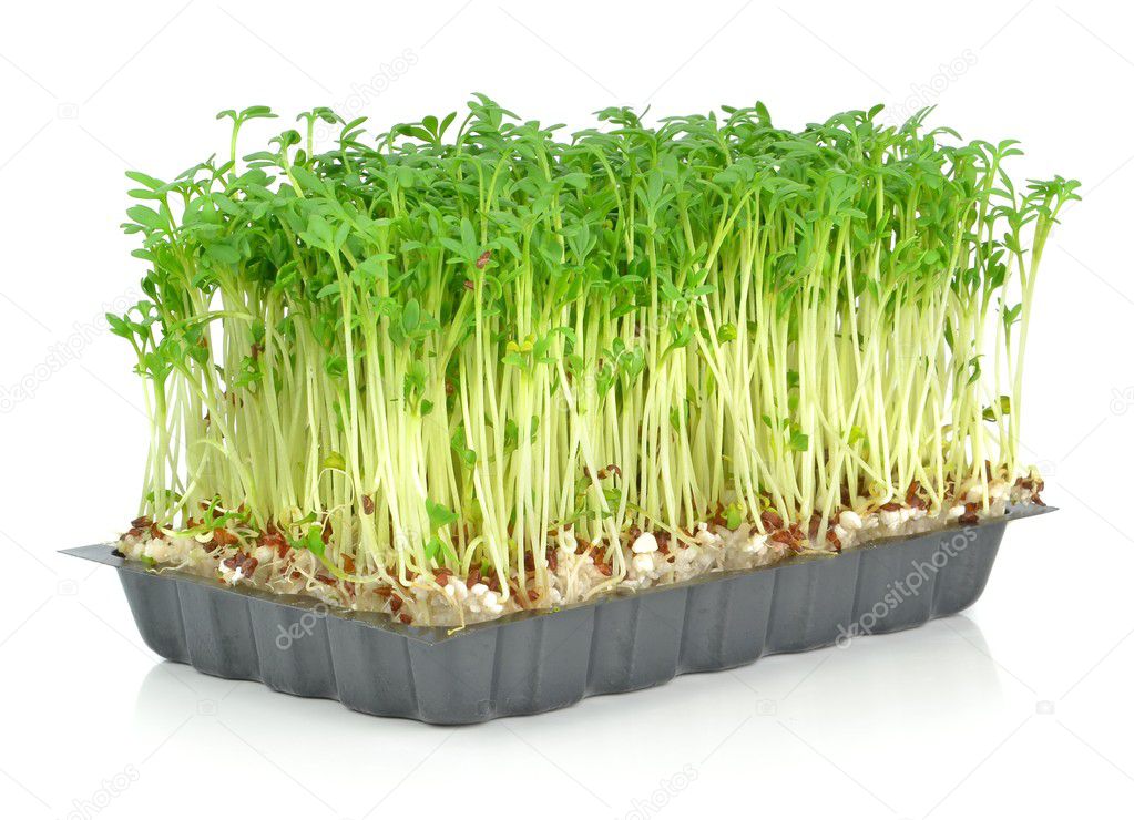 Watercress in a plastic tray