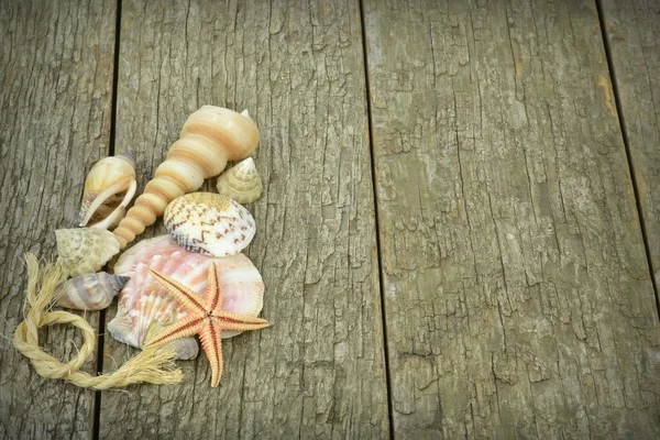 Una selección de conchas marinas y estrellas de mar — Foto de Stock