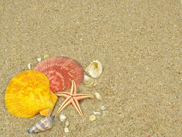 Tengeri kagylókból és tengeri homok — Stock Fotó