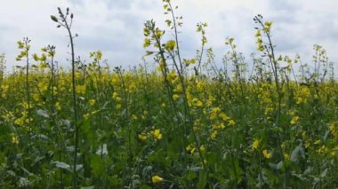 rüzgarda sallanan kolza tohumu