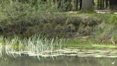 Rüzgarda sallanan çim sazlık gölet