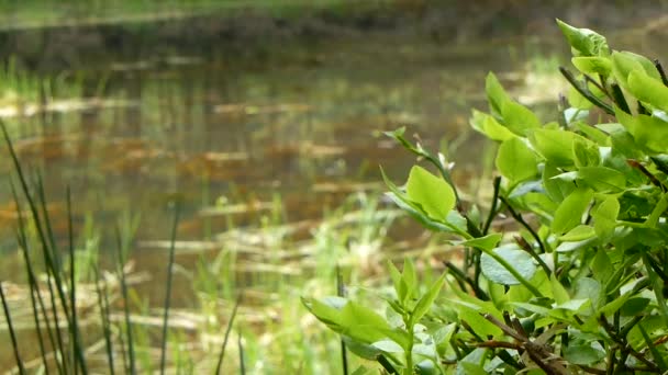 Foglie di cespuglio verde ondeggianti nel vento — Video Stock