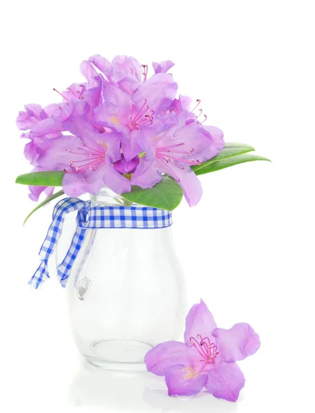 Rhododendron in a Vase — Stock Photo, Image