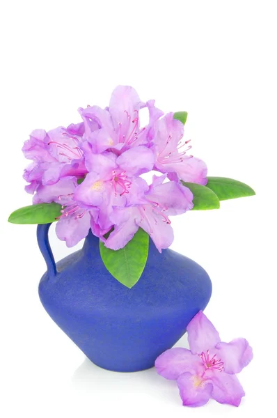 Una flor de rododendro — Foto de Stock