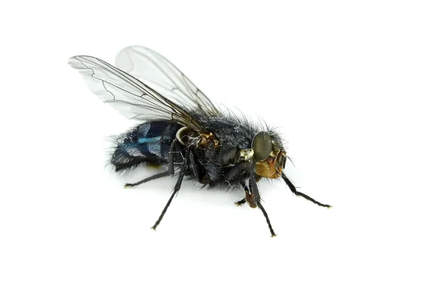 Ölü bir sinek — Stok fotoğraf
