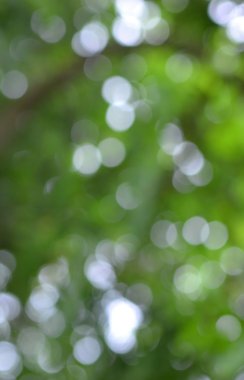 yeşil renkli bokeh arka plan