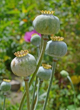 Poppy plant pods clipart