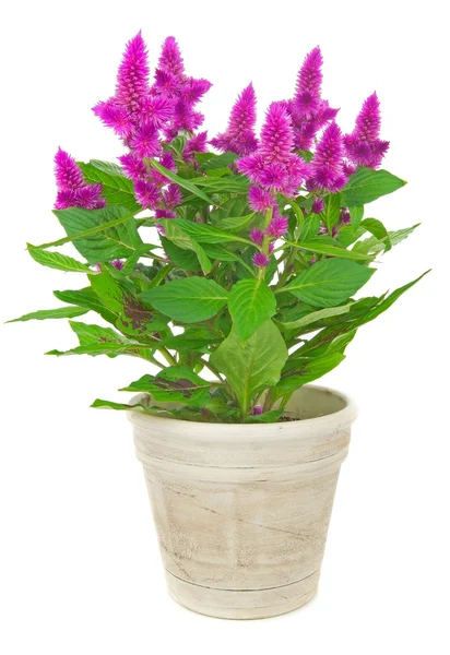 Ein eingetopfter Hahnenkamm celosia spicata — Stockfoto