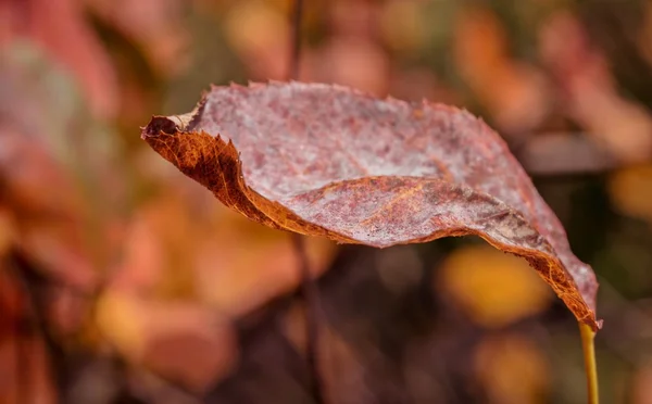 A withered leaf — Stock Photo, Image