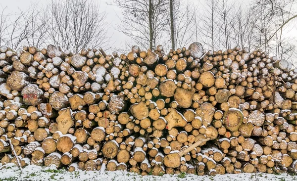 Ein Haufen gefällter Baumstämme — Stockfoto