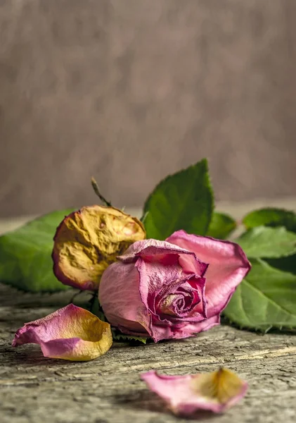 枯萎的粉红玫瑰 — 图库照片