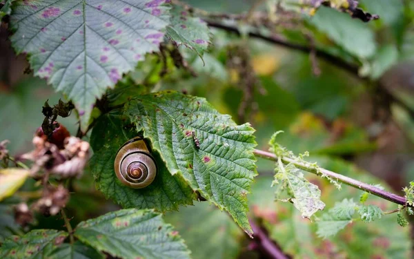 在森林树叶下面的壳里藏着一只小蜗牛 — 图库照片