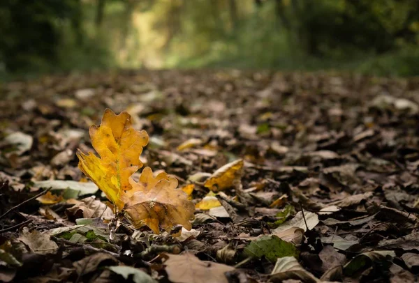 森の小道にある黄金色のオークの葉の低角度のイメージ — ストック写真