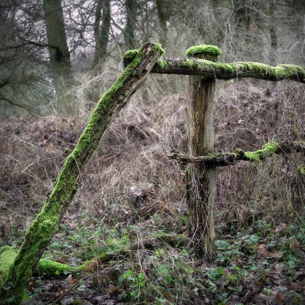 林地里一个被绿色苔藓覆盖的废弃的旧木栅栏 — 图库照片
