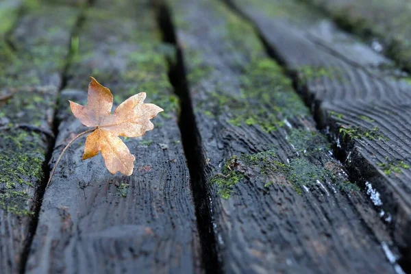 Single Brown Autumn Leaf Dark Coloured Mossy Wooden Planks Copy — Stock Photo, Image