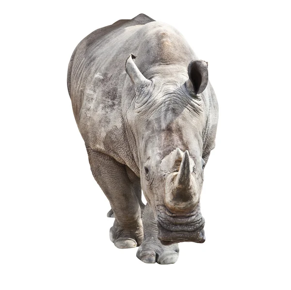 Rhino su bianco — Foto Stock