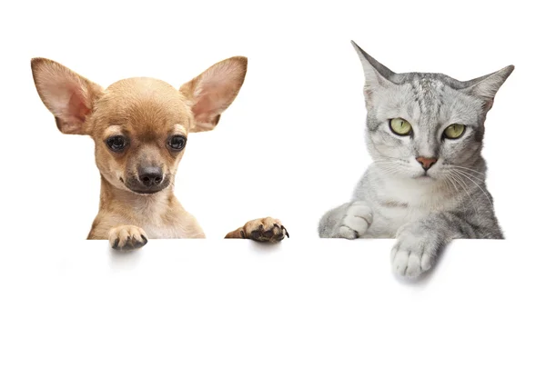 Dog and Cat — Stock Photo, Image