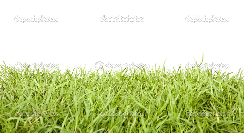 grass