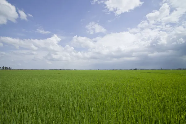 Campos de arroz . — Fotografia de Stock