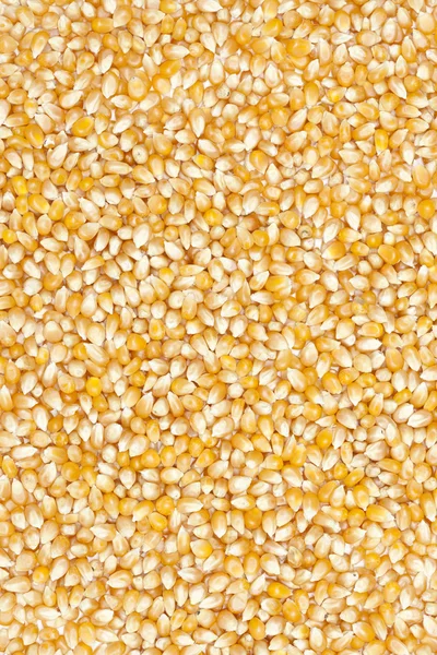 Corn — Stock Photo, Image