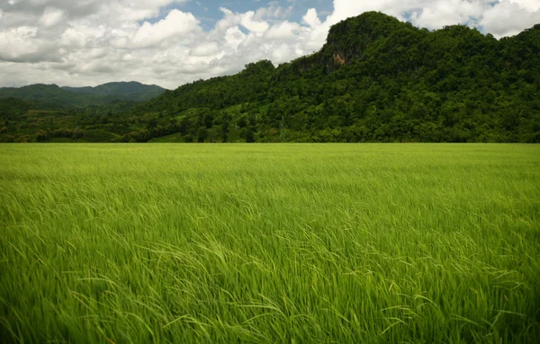 Rice on sk — Stock Photo, Image