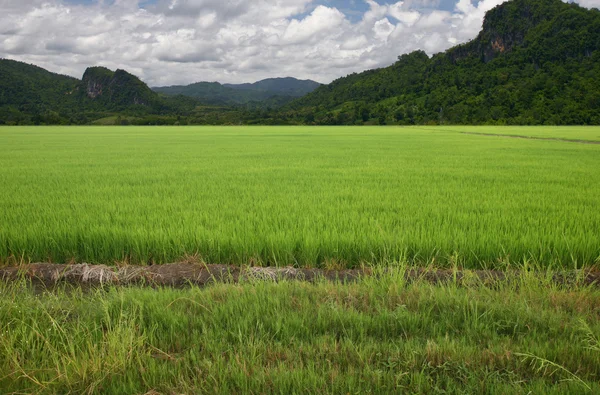 Rice on sk — Stock Photo, Image