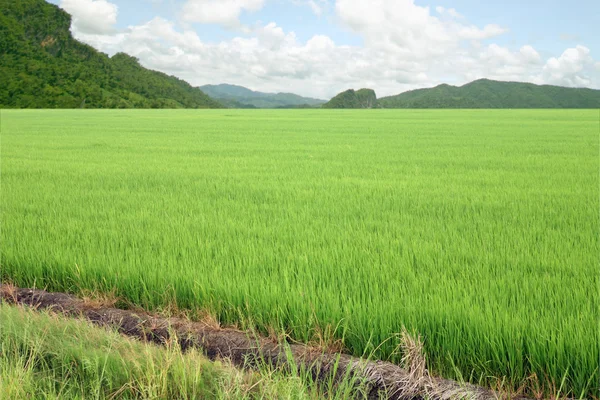 Rice on sk — Stock Photo, Image