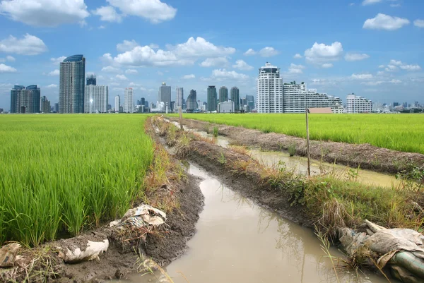 Rijst veld gebouw — Stockfoto