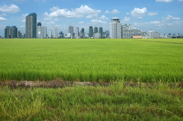Rijst veld gebouw — Stockfoto