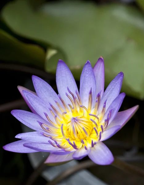 Lotus pourpre — Photo