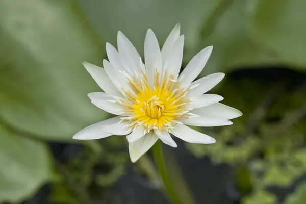 Beyaz lotus — Stok fotoğraf