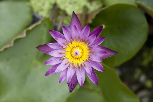 Rosa Lotus — Stockfoto