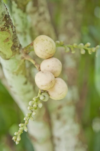 Yellow Longkong — Stock Photo, Image