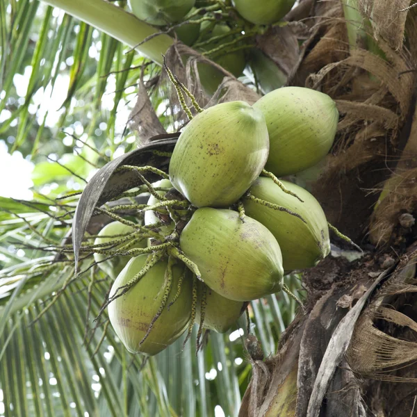 Kokos på tree — Stockfoto