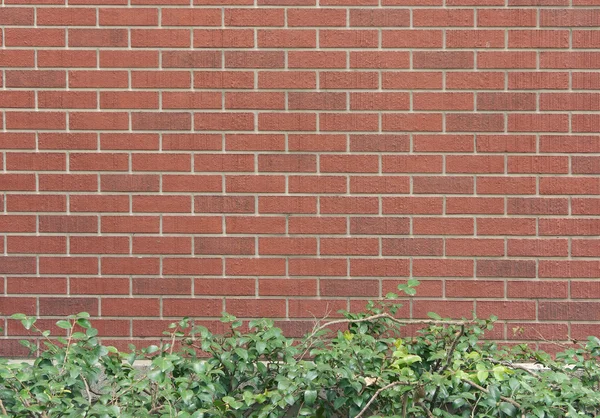 Brick wall — Stock Photo, Image