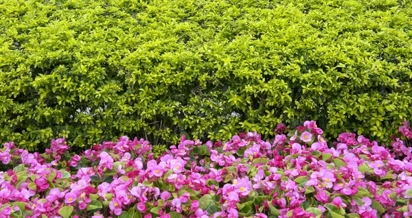 Leaves and pink flower — Stock Photo, Image