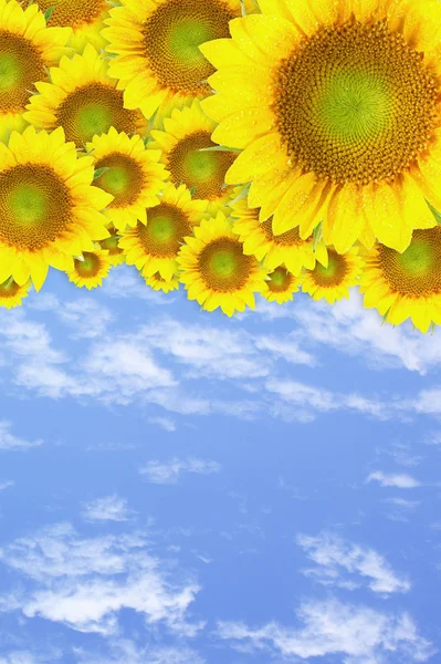 Girasoli — Foto Stock