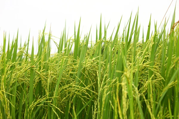 Campo de arroz paddy — Fotografia de Stock