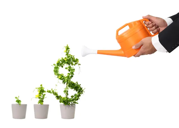 Doları ağaç büyüyen