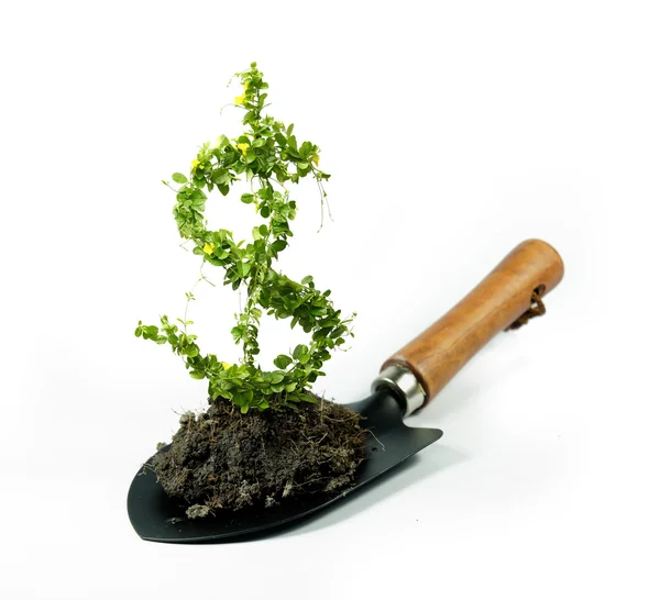 Rostlina dolaranläggningen dollar — Stockfoto