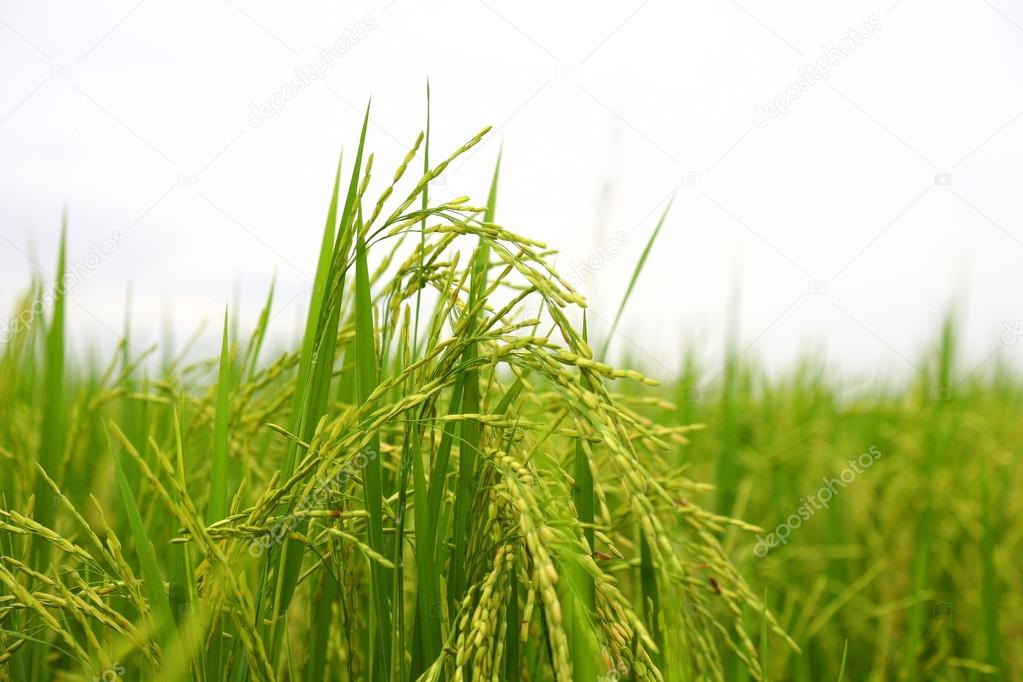 Green Rice Plants