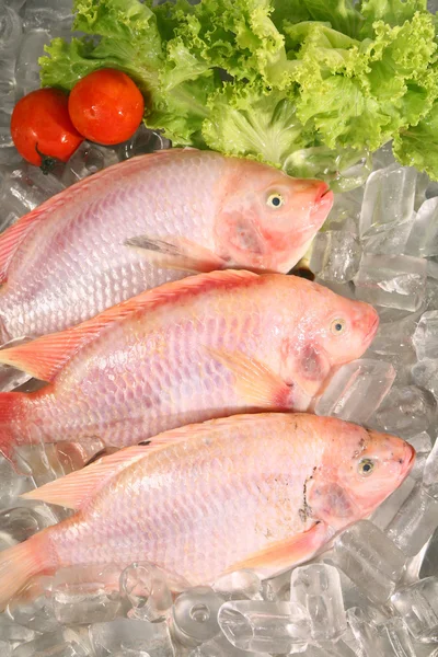 Čerstvé červené ryby — Stock fotografie