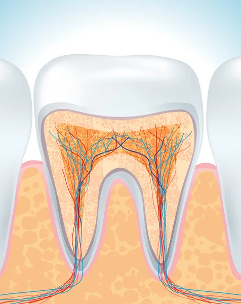 Anatomia dos dentes — Vetor de Stock