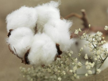 Pamuk Çiçeği