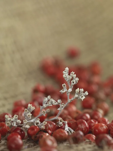 White twig red pepper — Stock Photo, Image