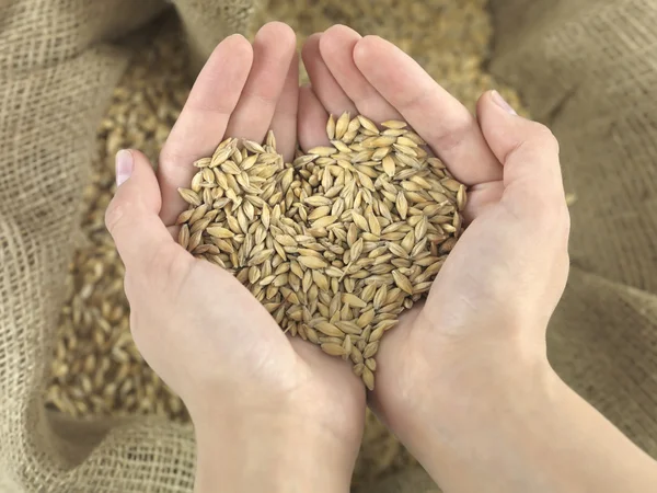 Wheat heart — Stock Photo, Image