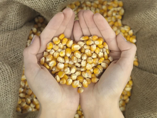 Heart corn — Stock Photo, Image