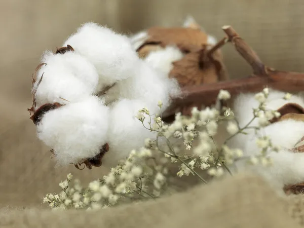 Fleur de coton images libres de droit, photos de Fleur de coton |  Depositphotos